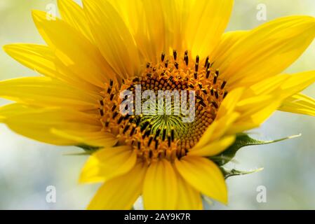 macro scatto di un girasole Foto Stock