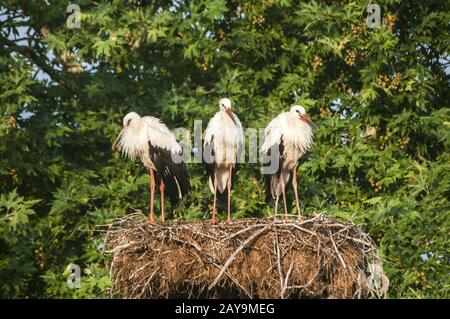 Famiglia di tre cicogne bianche sul loro nido closeup alto sulla cima di colonna elettrica su foglie di albero bac Foto Stock