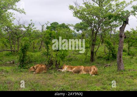 Lionesses (panthera leo) dormendo nella Riserva di Manyeleti nella zona Delle Riserve private Kruger nel nord-est del Sudafrica. Foto Stock
