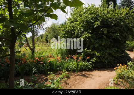 Marrone strada sterrata e bordo con Lilium arancione - Lily fiori in giardino privato cortile in estate. Foto Stock