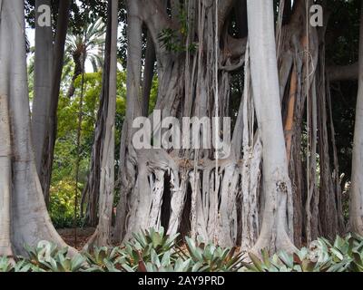 massiccio antico albero di banyan con complessi tronchi e rami uniti in un ambiente giungla Foto Stock
