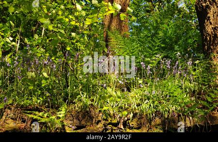 Vista ravvicinata del terreno boschivo con felci e selvaggi campanili inglesi alla luce del sole primaverile Foto Stock