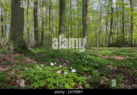 Foresta di faggio in primavera Foto Stock