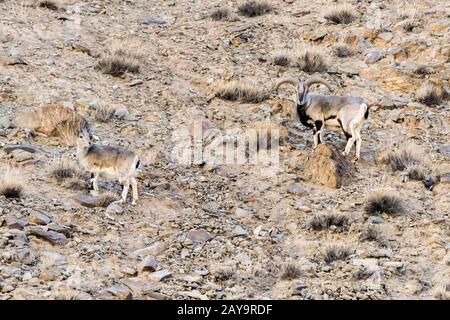 Himalayan pecora blu (bharal) ram e pecora, Hemis National Park, Ladakh, India Foto Stock