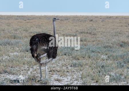 Una femmina struzzo (Struthio camelus) nel Parco Nazionale di Etosha nella Namibia nord-occidentale. Foto Stock