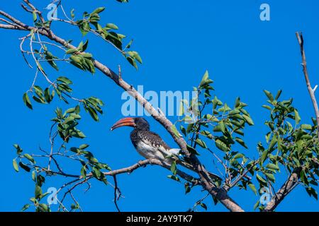 Un hornbill di Monteiros (Tockus monteiri) arroccato in un albero nella Riserva di gioco di Ongava, a sud del Parco Nazionale di Etosha nella Namibia nord-occidentale. Foto Stock