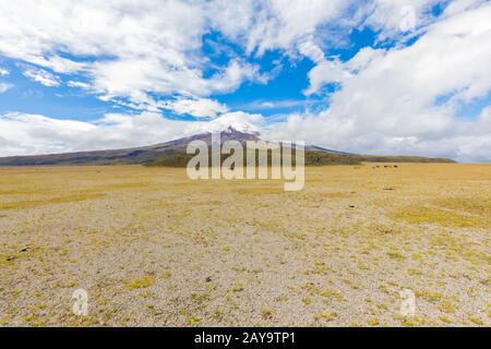 Altopiano di prairie nel parco nazionale Cotopaxi con vulcano sullo sfondo Foto Stock