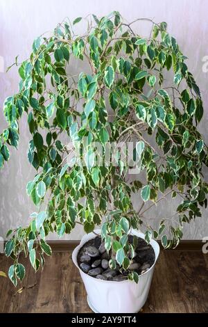 Pianta decorativa in vaso bianco: Benjamin ficus. Foto Stock