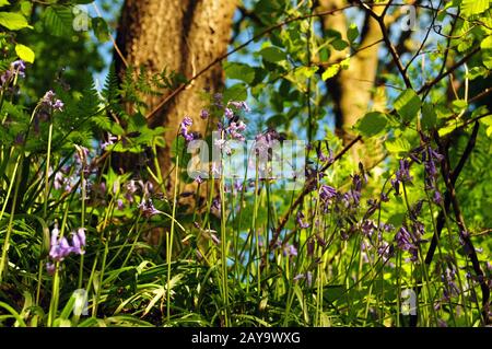 Vista ravvicinata del terreno boschivo con felci e selvaggi campanili inglesi alla luce del sole primaverile Foto Stock