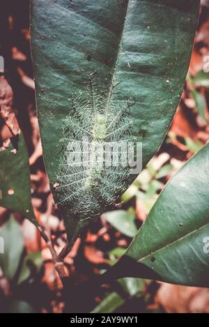 Comune Barone Caterpillar, Taman Negara parco nazionale, Malesia Foto Stock