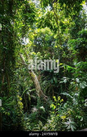 Il paesaggio della giungla nella Foresta delle scimmie, Ubud, Bali, Indonesia Foto Stock