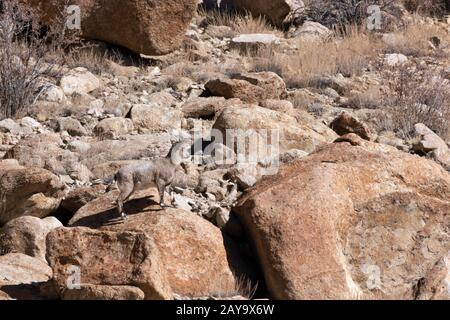 Pecora uriale femminile, Sham Valley, vicino a Hemis Shukpachan, Ladakh, India Foto Stock