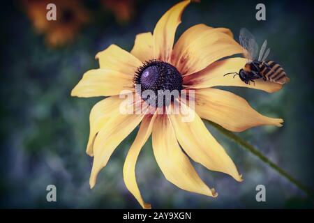 Il fiore di rudbeckia con ape su fiore Foto Stock