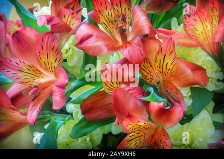 Bellissimi fiori Amaryllis in un mazzo di crisantemi. Foto Stock