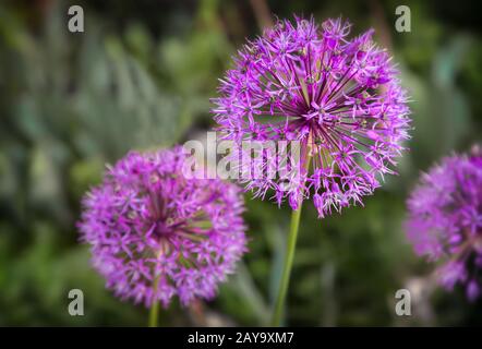 Cipolla decorativa di pianta Christoph con infiorescenze sferiche. Foto Stock