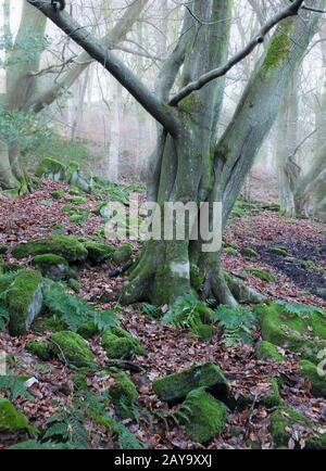 unico vecchio albero coperto muschio in foresta invernale misty con nebbia boschetto protetto con muschio e felci Foto Stock