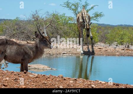 Un waterbuck (elissiprymnus di Kobus) ed una giraffe angolana (giraffa angolensis) ad un waterhole al Lodge di Ongava nella Riserva di gioco di Ongava, sout Foto Stock