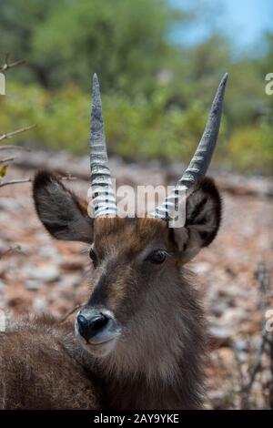 Ritratto di una giovane antilope maschio di Waterbuck (Kobus ellissiprymnus) nella Riserva di gioco di Ongava, a sud del Parco Nazionale di Etosha nel nord-ovest del Namib Foto Stock