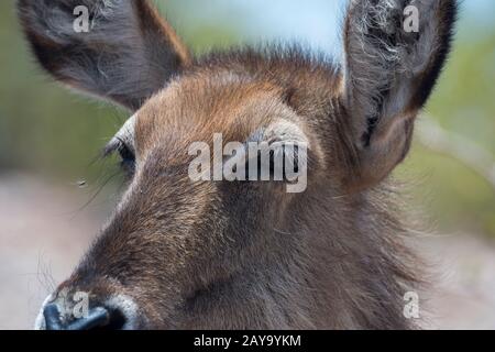 Primo piano di una antilope Waterbuck femminile (Kobus ellissiprymnus) nella Riserva di Ongava, a sud del Parco Nazionale Etosha nella Namibia nord-occidentale. Foto Stock