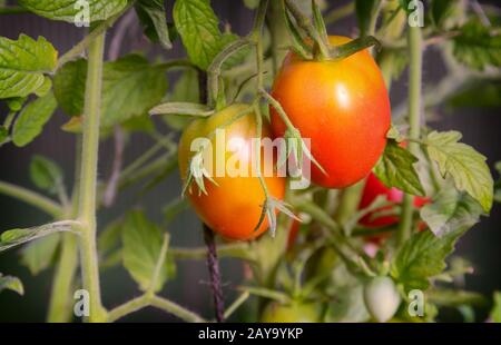 Pomodori maturi sui rami di una bussola. Foto Stock