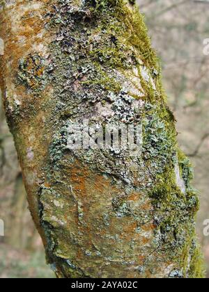 primo piano del tronco di un albero di betulla d'argento con corteccia cracked coperto in diversi tipi di muschio Foto Stock