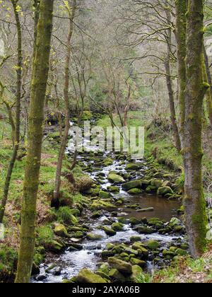 ruscello collinare che corre attraverso muschio coperto rocce e massi con circostante foresta primaverile Foto Stock