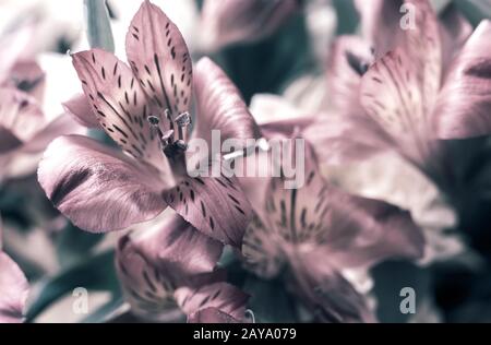 Bellissimi fiori Amaryllis in un mazzo di crisantemi. Foto Stock