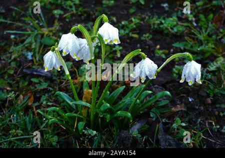 Il simbolo del fiocco di neve di primavera, Leucojum vernum Foto Stock
