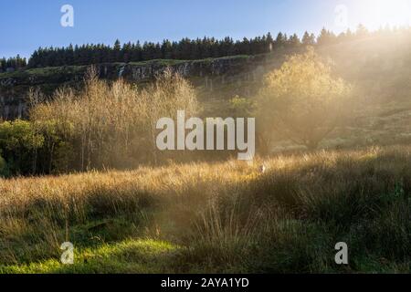 Raggi di sole su alberi e prato in montani Foto Stock