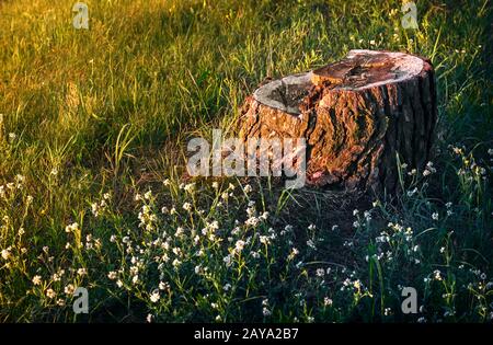 Vecchio ceppo di segato un tronco di albero. Foto Stock