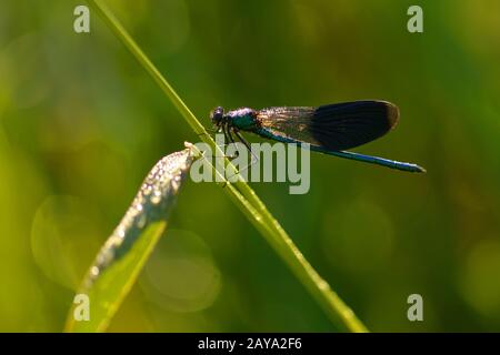 Libellula a bande Foto Stock