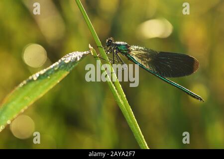 Libellula a bande Foto Stock