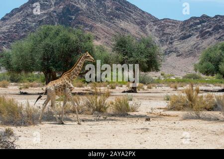 Una giraffa angolana (giraffa angolensis), una sottospecie di giraffe meridionale, attraversa a piedi il paesaggio desertico della valle del fiume Huanib Foto Stock