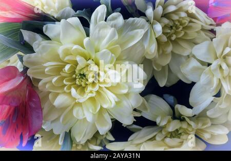 Bellissimo fiore del crisantemo in un bouquet di close-up. Foto Stock