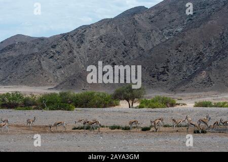 Una mandria di Springboks (Antidorcas marsupialis) vicino a un buco artificiale nella valle del fiume Huanib nel nord di Damaraland e Kaokoland, Namibia. Foto Stock