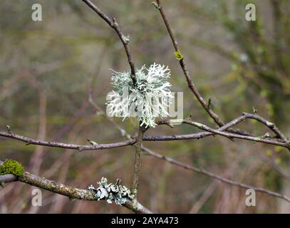 primo piano di llicheni di muschio di quercia che crescono su un ramoscello in bosco Foto Stock