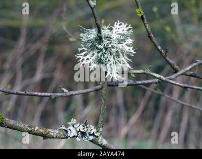 primo piano di llicheni di muschio di quercia che crescono su un ramoscello in bosco Foto Stock