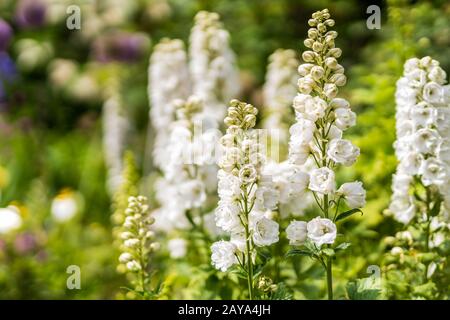 Fiori Delphinium alti bianchi in fiore con sfondo disfocoso Foto Stock