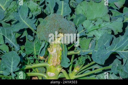 Il campo dei broccoli nella regione di coltivazione del cavolo Schleswig Holstein Foto Stock