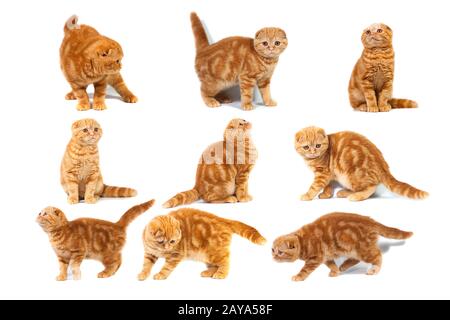 Collage di foto scottish fold Feline rosso marmo su crema Foto Stock