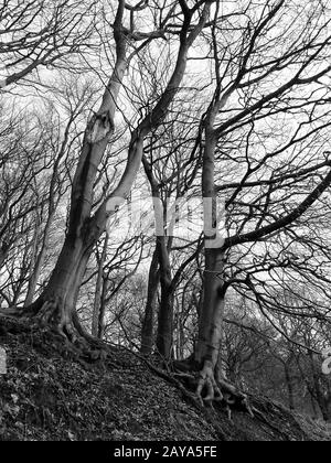 alberi alti di inverno con rami intrecciati densi in foresta collinare monocromatica Foto Stock