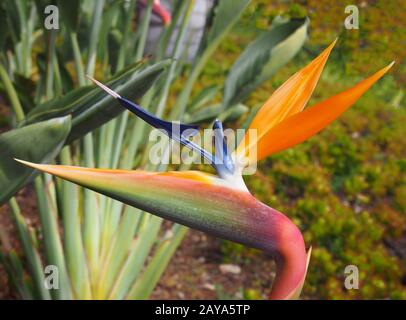 Arancione e blu uccello del paradiso fiore Strelitzia reginae crescere in un parco a funchal madeira Foto Stock