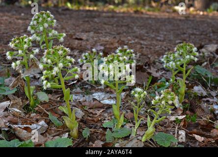 butterbur bianco, butterbur, Foto Stock