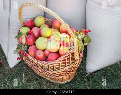 Mele fresche mature in un cesto di vimini. Foto Stock