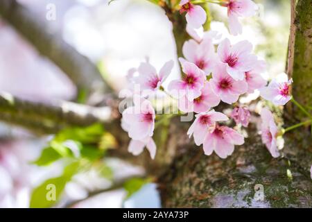 Nahaufnahme von hellrosa Kirschblüten im sonnigen Frühling Foto Stock
