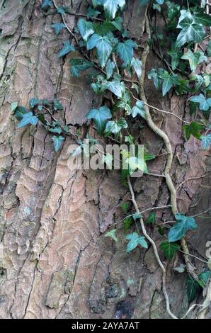 ivy che cresce su un tronco di faggio con la tessitura della corteccia Foto Stock