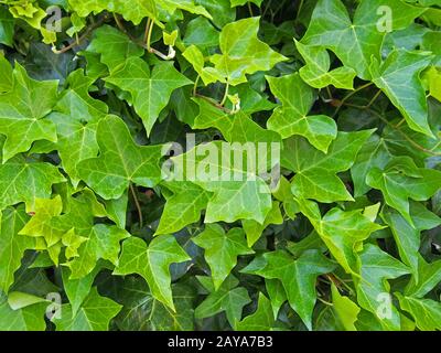 crescita densa di edera verde brillante nell'immagine di sfondo ravvicinata Foto Stock