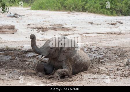 Un elefante africano (Loxodonta africana) sta godendo di un bagno di fango dopo che ha piovuto nella valle del fiume Huanib nel nord di Damaraland/Kaokoland, Namibia. Foto Stock