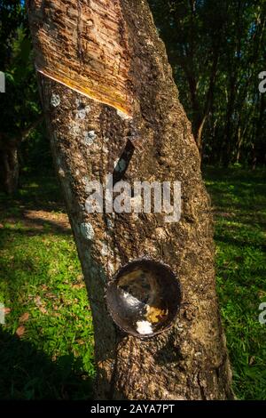 Albero di gomma che produce latte di gomma bianco raccolto in una tazza nera Foto Stock