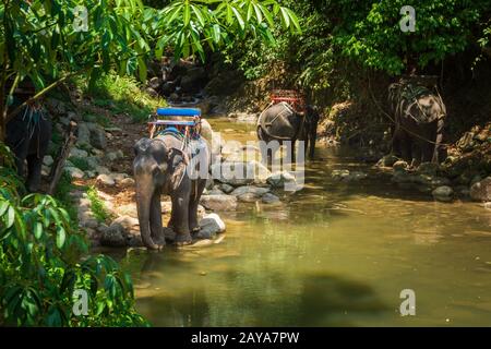 Elefanti thailandesi che riposano sulla riva del fiume nella giungla Foto Stock